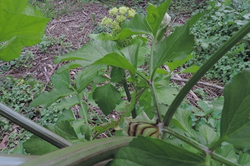 Smyrnium olusatrum L. (Apiaceae)